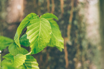 Close-up of green leaves on a tree branch
