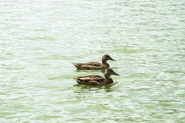 two ducks swimming on the water