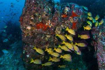 Colorful tropical fish on a coral reef