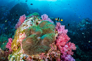 Naklejka na ściany i meble Clownfish on a colorful tropical coral reef