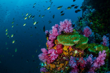 Fototapeta na wymiar A brightly colored, healthy tropical coral reef in the Mergui Archipelago, Myanmar