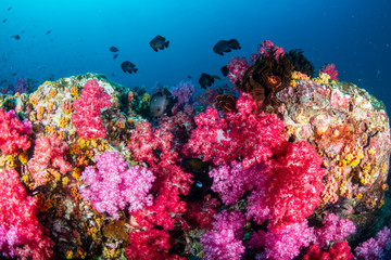 Plakat A brightly colored, healthy tropical coral reef in the Mergui Archipelago, Myanmar