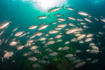 Fototapeta na wymiar Large Trevally swimming above a murky, tropical coral reef