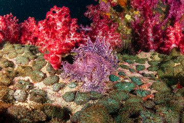 A beautiful and unusual Lacy Scorpionfish (Rhinopias aphanes) hidden on a deep tropical coral reef