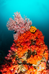 Fototapeta na wymiar Beautiful, colorful but delicate soft corals on a tropical coral reef in Asia