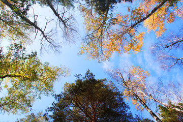 beautiful autumn landscape