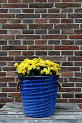 yellow flowers in blue pot © Zofia