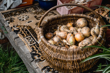 Wicker basket full of harvested onions