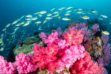 Fototapeta na wymiar Huge numbers of colorful tropical fish swimming around a beautiful coral reef