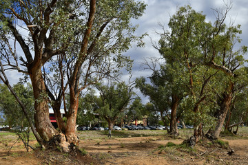 Fototapeta na wymiar Australia, NT, Alice Springs