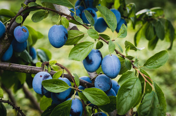 Ripe plums on the tree in the orchard