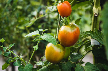 Ripe red tomatoes on the bush