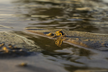 Baby crab reflecting on the beach