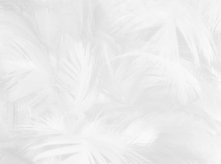 Obraz premium black and white feather texture background 