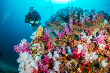 Fototapeta na wymiar SCUBA divers exploring a colorful, beautiful tropical coral reef system