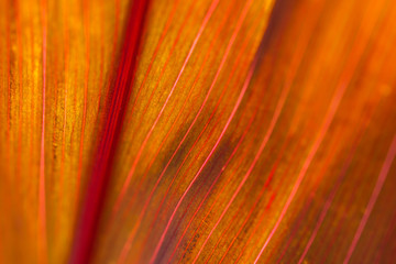 close up texture of orange leaf