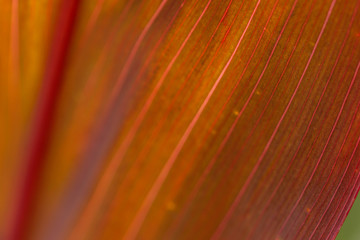 close up texture of orange leaf