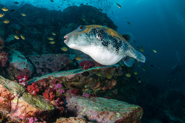 A small,cute pufferfish on a tropical coral reef