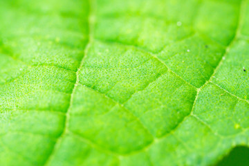 close up texture of leaf, green natural wallpaper background