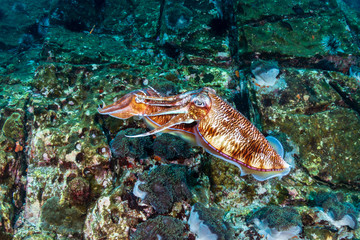 Mating Pharaoh Cuttlefish on a dark tropical coral reef in Myanmar