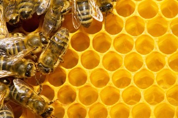 Macro of working bee on honey cells.