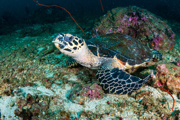 Obraz na płótnie Canvas Hawksbill Sea Turtle on a dark, tropical coral reef at dawn