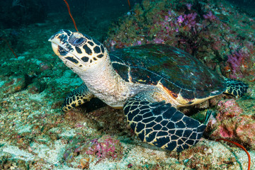 Hawksbill Sea Turtle on a dark, tropical coral reef at dawn