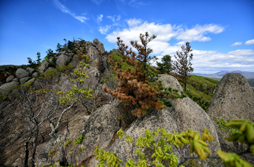 Mountain forest nature