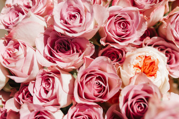 Rose texture for backgrounds close top view