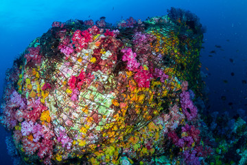 A beautiful, colorful coral pinnacle completely wrapped by a huge, abandoned fishing net