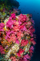 A beautiful, colorful coral pinnacle completely wrapped by a huge, abandoned fishing net