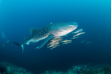 A huge Whale Shark with shoals of fish on a dark tropical coral reef