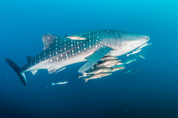 Naklejka premium A huge Whale Shark with shoals of fish on a dark tropical coral reef