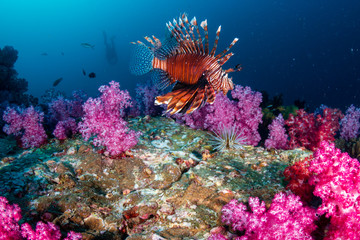 Colorful Lionfish patrolling a tropical coral reef at dusk