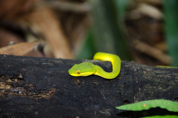 Green pit viper, Asian pit viper.