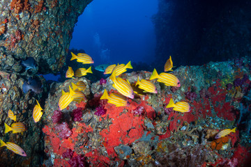 Fototapeta na wymiar Colorful tropical fish swimming next to an underwater arch on a coral reef in Asia