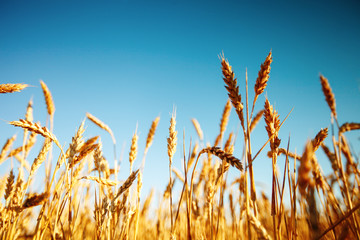 Wheat field. Rural Scenery under Shining Sunlight. A background of the ripening wheat. Rich harvest.