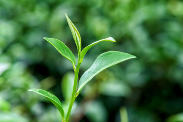 Fresh tea leafs in plantation.