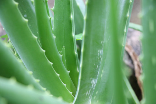 Aloevera leaf plant herbal green color in nature background
