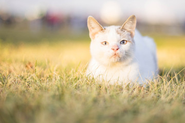 street cat on the grass