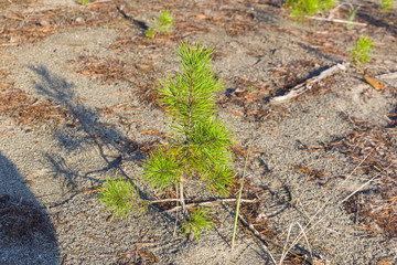 A small pine on the sand.