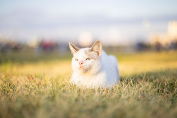 street cat on the grass