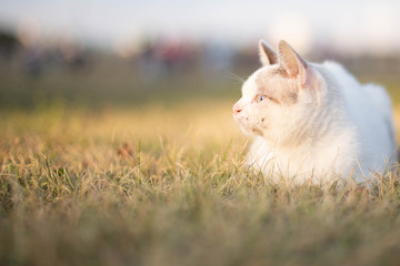 street cat on the grass