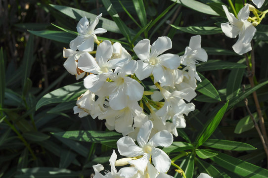 oleander tree flowers