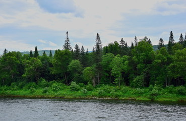 River along the wild forest. The river runs along a dense forest. Taiga of coniferous and deciduous trees. The top of the cedar towering above the forest. The mountains of Sikhote-Alin.