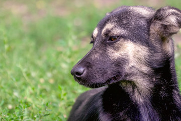 Portrait of a homeless dog mongrels