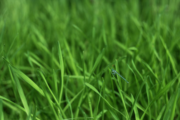 Background with green grass close-up and blue dragonfly.
