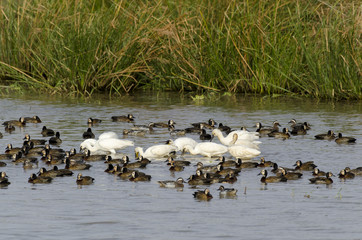 Spatule blanche,.Platalea leucorodia, Eurasian Spoonbill, Dendrocygne veuf,.Dendrocygna viduata,...