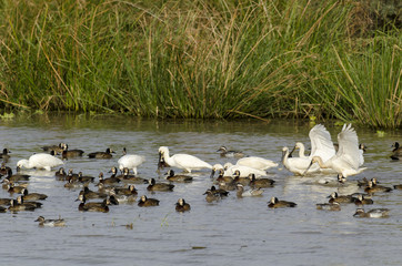 Spatule blanche,.Platalea leucorodia, Eurasian Spoonbill, Dendrocygne veuf,.Dendrocygna viduata,...