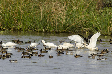 Spatule blanche,.Platalea leucorodia, Eurasian Spoonbill, Dendrocygne veuf,.Dendrocygna viduata,...